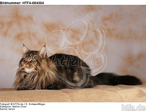 Maine Coon / HTFA-004304