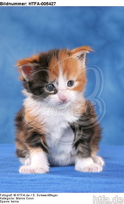 Maine Coon Kätzchen / maine coon kitten / HTFA-005427