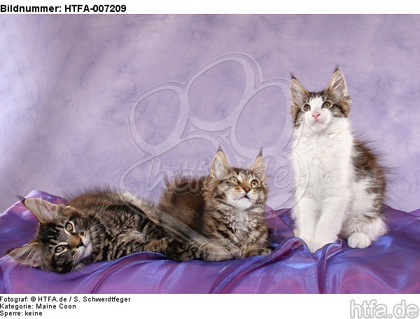 Maine Coon Kätzchen / maine coon kitten / HTFA-007209