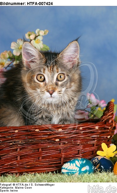 junge Maine Coon / young maine coon / HTFA-007424