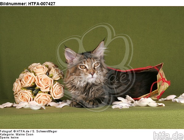 junge Maine Coon / young maine coon / HTFA-007427