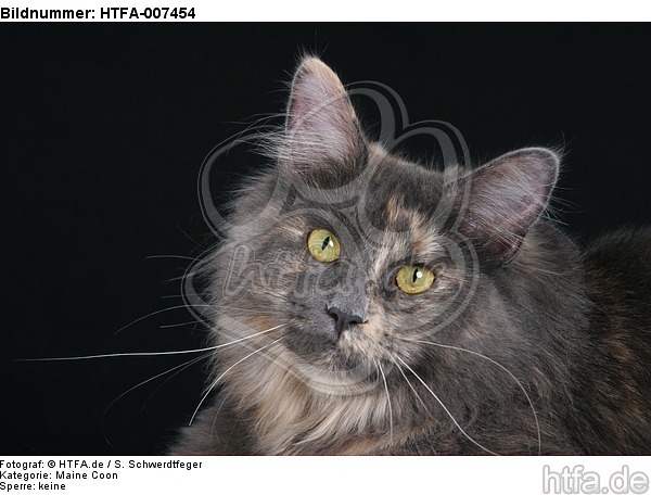 Maine Coon / HTFA-007454