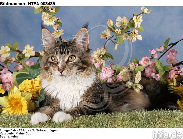 liegende Maine Coon / lying maine coon / HTFA-008489