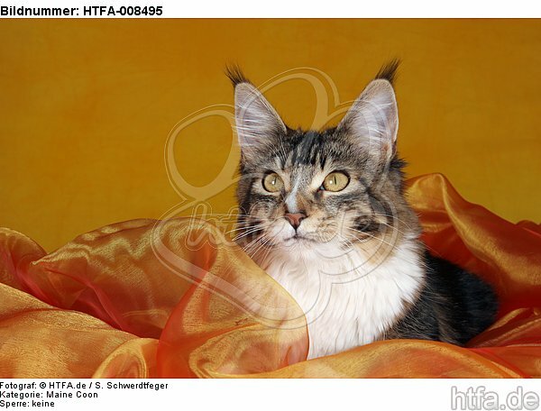 liegende Maine Coon / lying maine coon / HTFA-008495