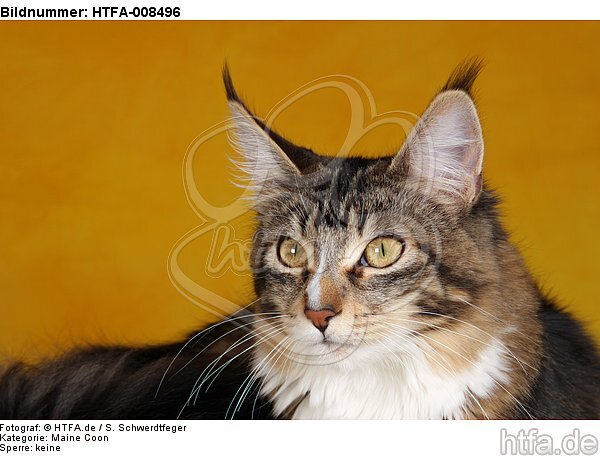 Maine Coon Portrait / HTFA-008496