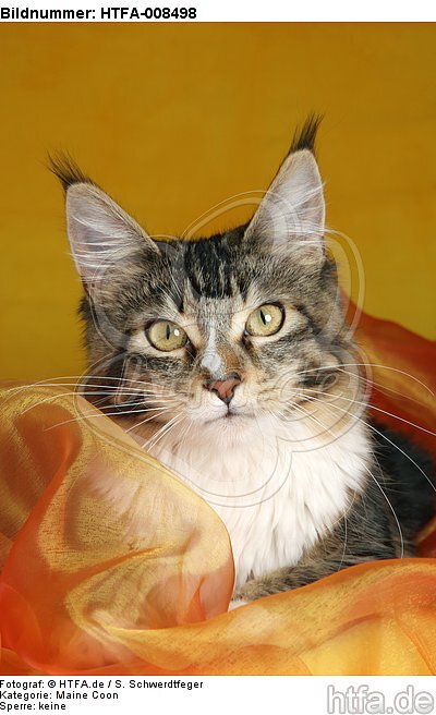 Maine Coon Portrait / HTFA-008498