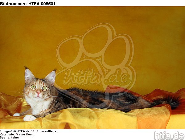 liegende Maine Coon / lying maine coon / HTFA-008501