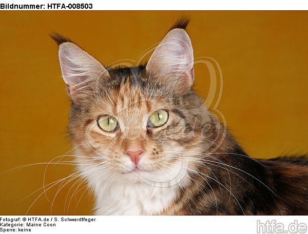 Maine Coon Portrait / HTFA-008503