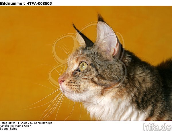 Maine Coon Portrait / HTFA-008505