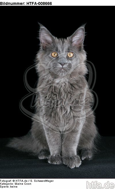 junge Maine Coon / young maine coon / HTFA-008666