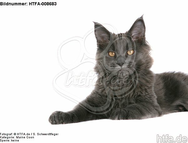 junge Maine Coon / young maine coon / HTFA-008683