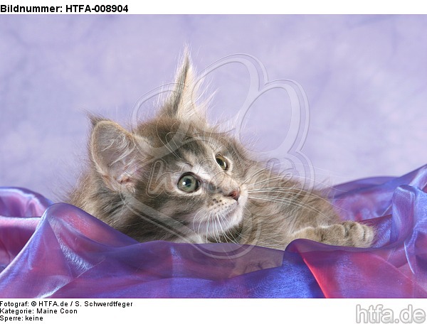 liegendes Maine Coon Kätzchen / lying maine coon kitten / HTFA-008904