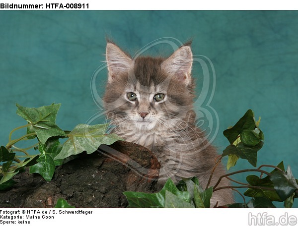 Maine Coon Kätzchen / maine coon kitten / HTFA-008911
