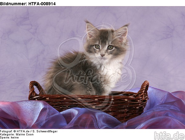 sitzendes Maine Coon Kätzchen / sitting maine coon kitten / HTFA-008914