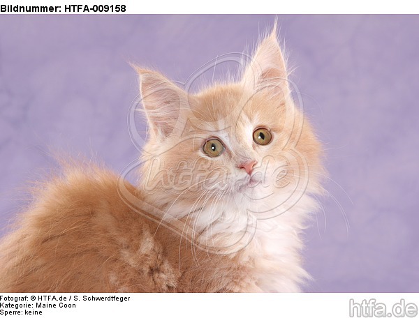 Maine Coon Kätzchen Portrait / maine coon kitten portrait / HTFA-009158