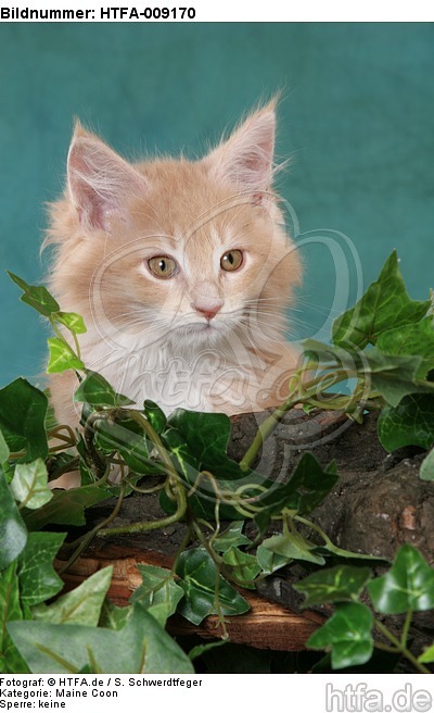 Maine Coon Kätzchen Portrait / maine coon kitten portrait / HTFA-009170