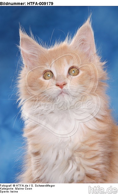 Maine Coon Kätzchen Portrait / maine coon kitten portrait / HTFA-009179