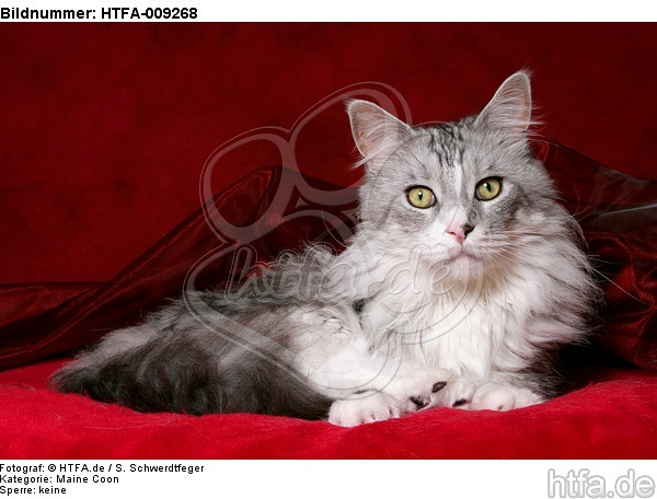 liegende Maine Coon / lying Maine Coon / HTFA-009268