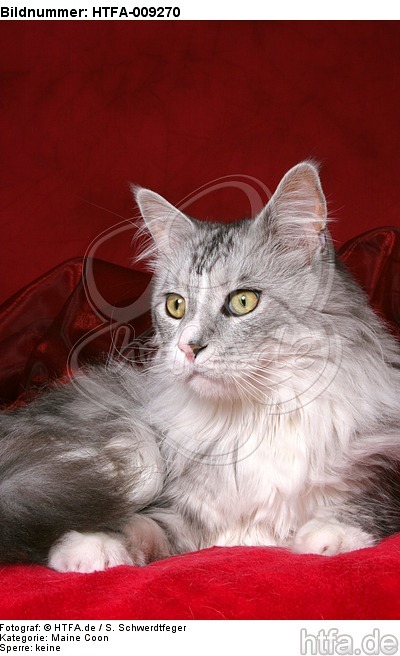 liegende Maine Coon / lying Maine Coon / HTFA-009270