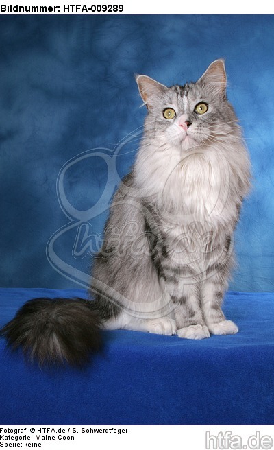 sitzende Maine Coon / sitting Maine Coon / HTFA-009289