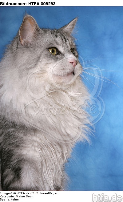 Maine Coon Portrait / HTFA-009293