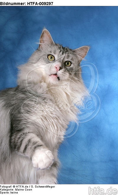 Maine Coon Portrait / HTFA-009297