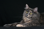 Maine Coon