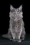 junge Maine Coon / young maine coon