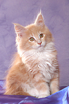 sitzendes Maine Coon Kätzchen / sitting maine coon kitten