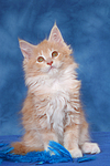 sitzendes Maine Coon Kätzchen / sitting maine coon kitten