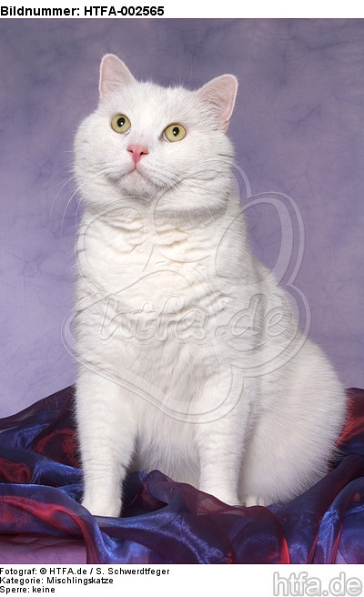 Mischlingskatze / domestic cat / HTFA-002565