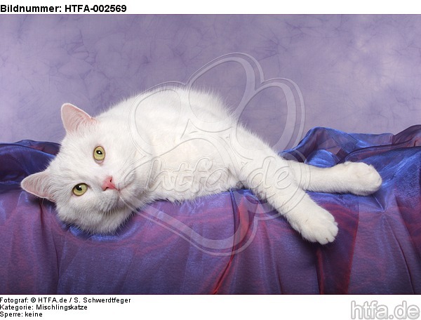 Mischlingskatze / domestic cat / HTFA-002569