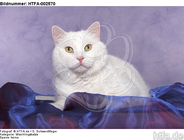 Mischlingskatze / domestic cat / HTFA-002570