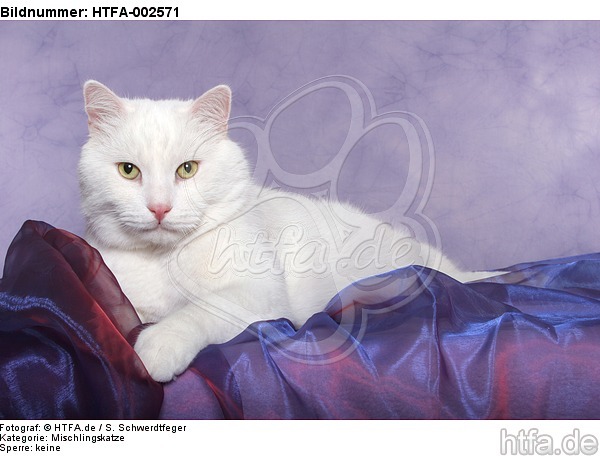 Mischlingskatze / domestic cat / HTFA-002571