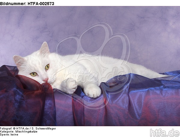 Mischlingskatze / domestic cat / HTFA-002573