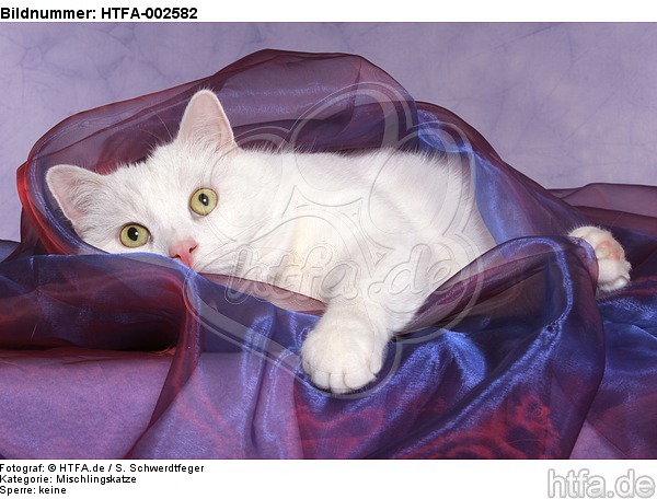 Mischlingskatze / domestic cat / HTFA-002582