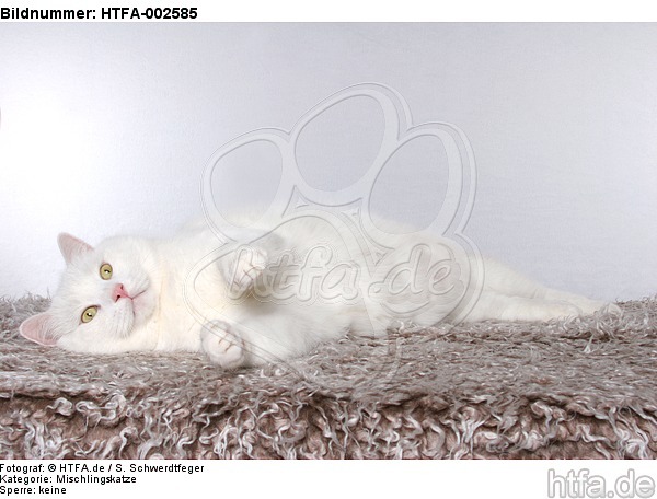 Mischlingskatze / domestic cat / HTFA-002585
