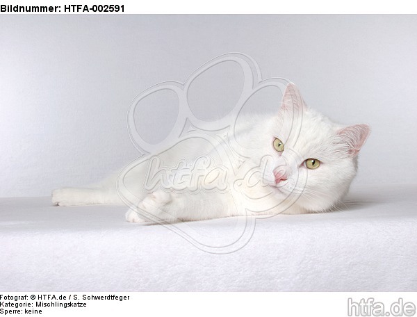 Mischlingskatze / domestic cat / HTFA-002591