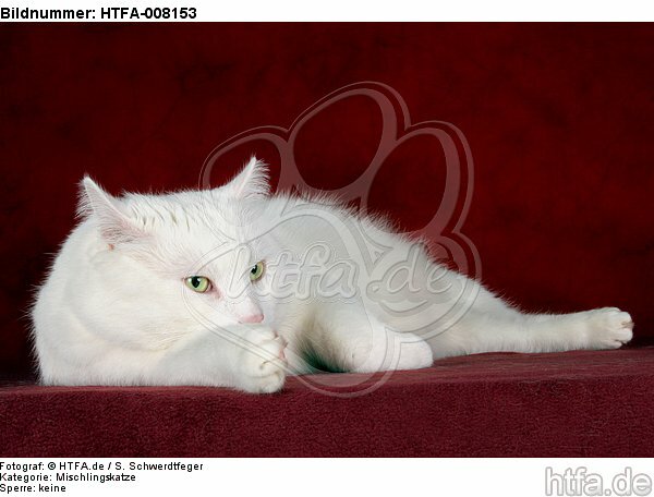 liegender weißer BKH-Mix / lying white domestic cat / HTFA-008153