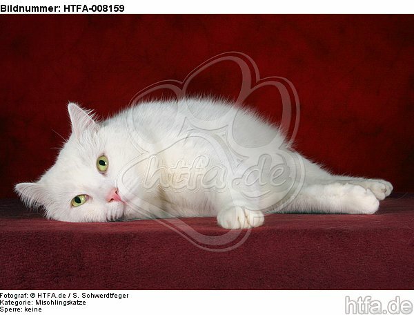 liegender weißer BKH-Mix / lying white domestic cat / HTFA-008159