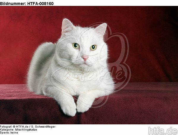 liegender weißer BKH-Mix / lying white domestic cat / HTFA-008160