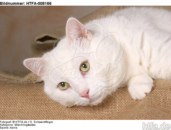 liegender weißer BKH-Mix / lying white domestic cat / HTFA-008166