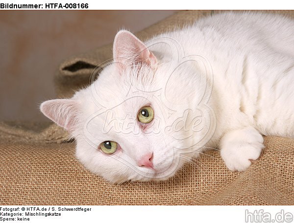 liegender weißer BKH-Mix / lying white domestic cat / HTFA-008166