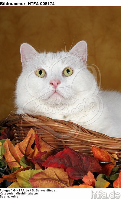 weißer BKH-Mix / white domestic cat / HTFA-008174