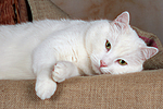 liegender weißer BKH-Mix / lying white domestic cat