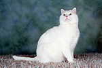 sitzender weißer BKH-Mix / sitting white domestic cat