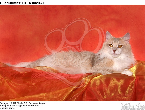 Norwegische Waldkatze / norwegian forestcat / HTFA-002868