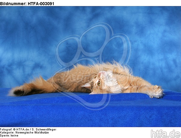 Norwegische Waldkatze / norwegian forestcat / HTFA-003091