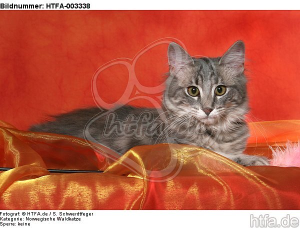 Norwegische Waldkatze / norwegian forestcat / HTFA-003338