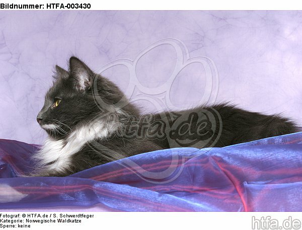 Norwegische Waldkatze / norwegian forestcat / HTFA-003430